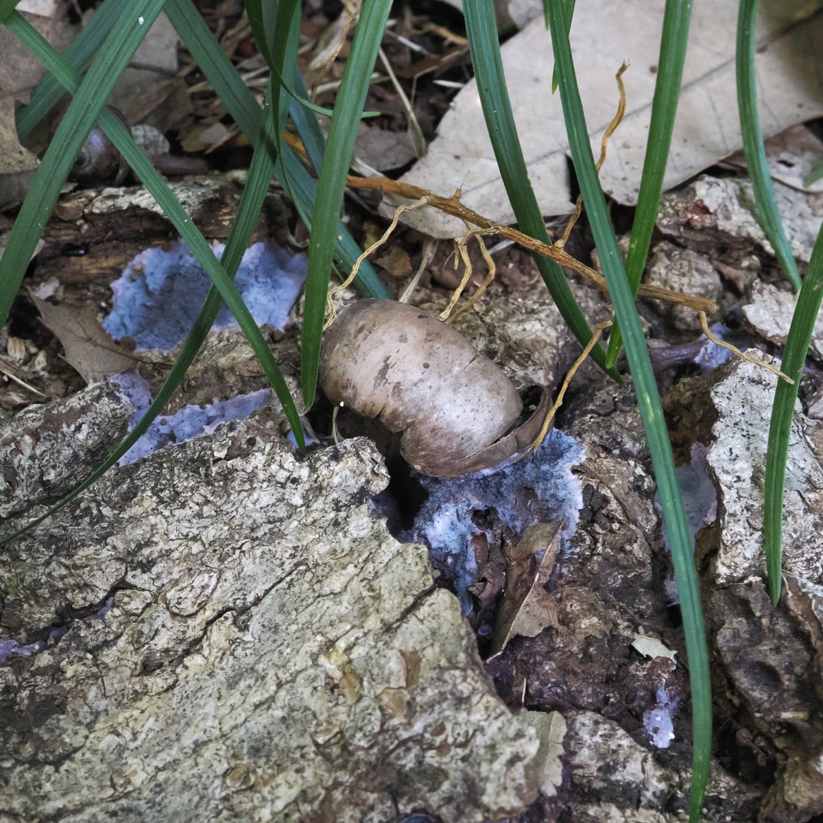 日本菌学会 (@Mycology_Japan) / Posts / X