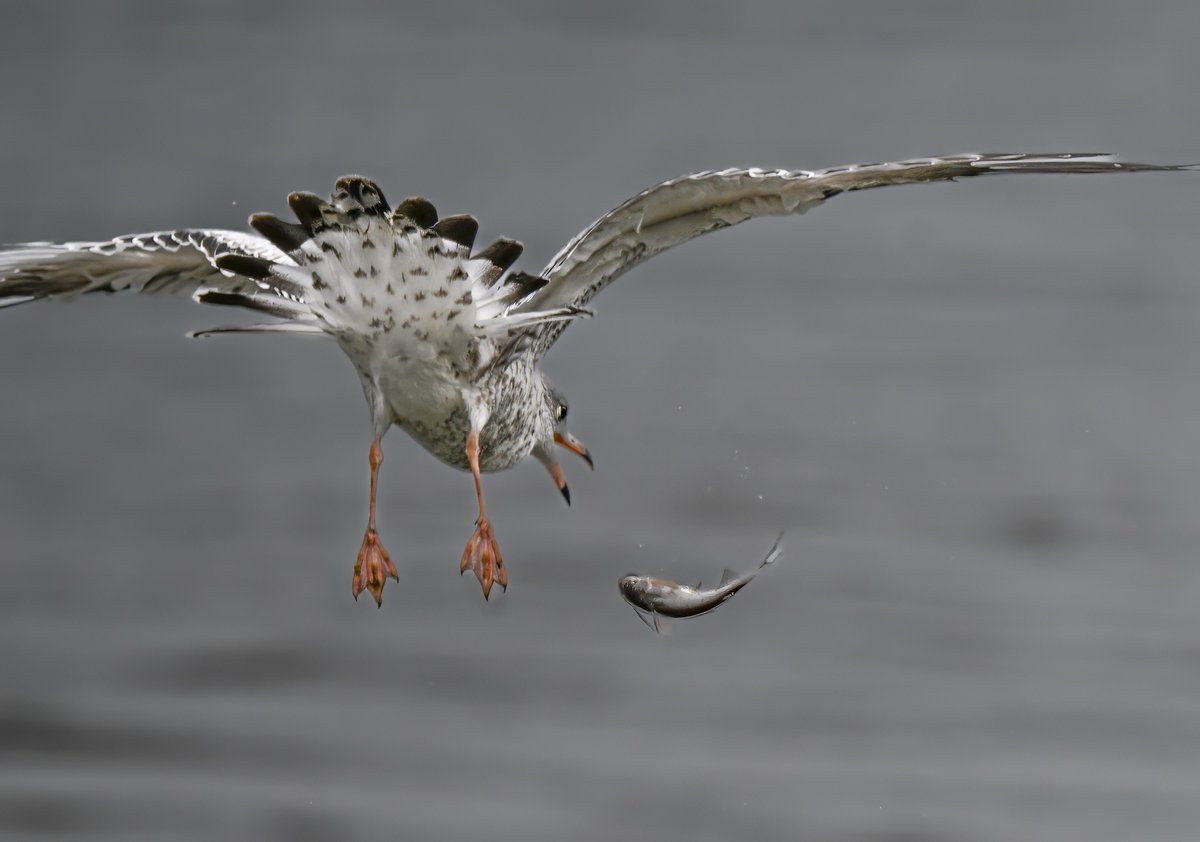 ParamClicks's tweet photo. Slip happens! A gull’s hard-earned fish decides to bail out mid-flight @ Conowingo Dam along the lower Susquehanna River, Maryland, USA. (2025-11-03) #NaturePhotography #TwitterNatureCommunity #BBCWildlifePOTD #ThePhotoHour #IndiAves #catch #slip #conowingo https://t.co/O9NAVozDDj