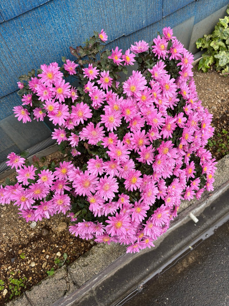 query1000's tweet image. 