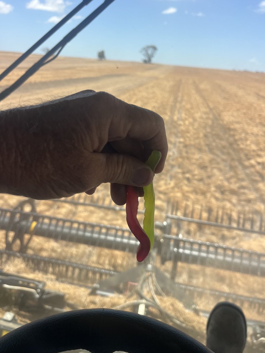 gregmoroney15's tweet image. Harvesting lentils is good always pick up a couple of snakes 👌