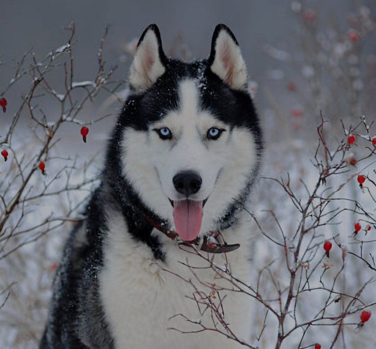 Thanks for 1800 followers everyone!

You guys are awesome, and I love every single one of you!