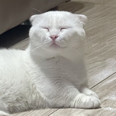 meow มั่นโถว~ 🎸🦈🐺 tweet media