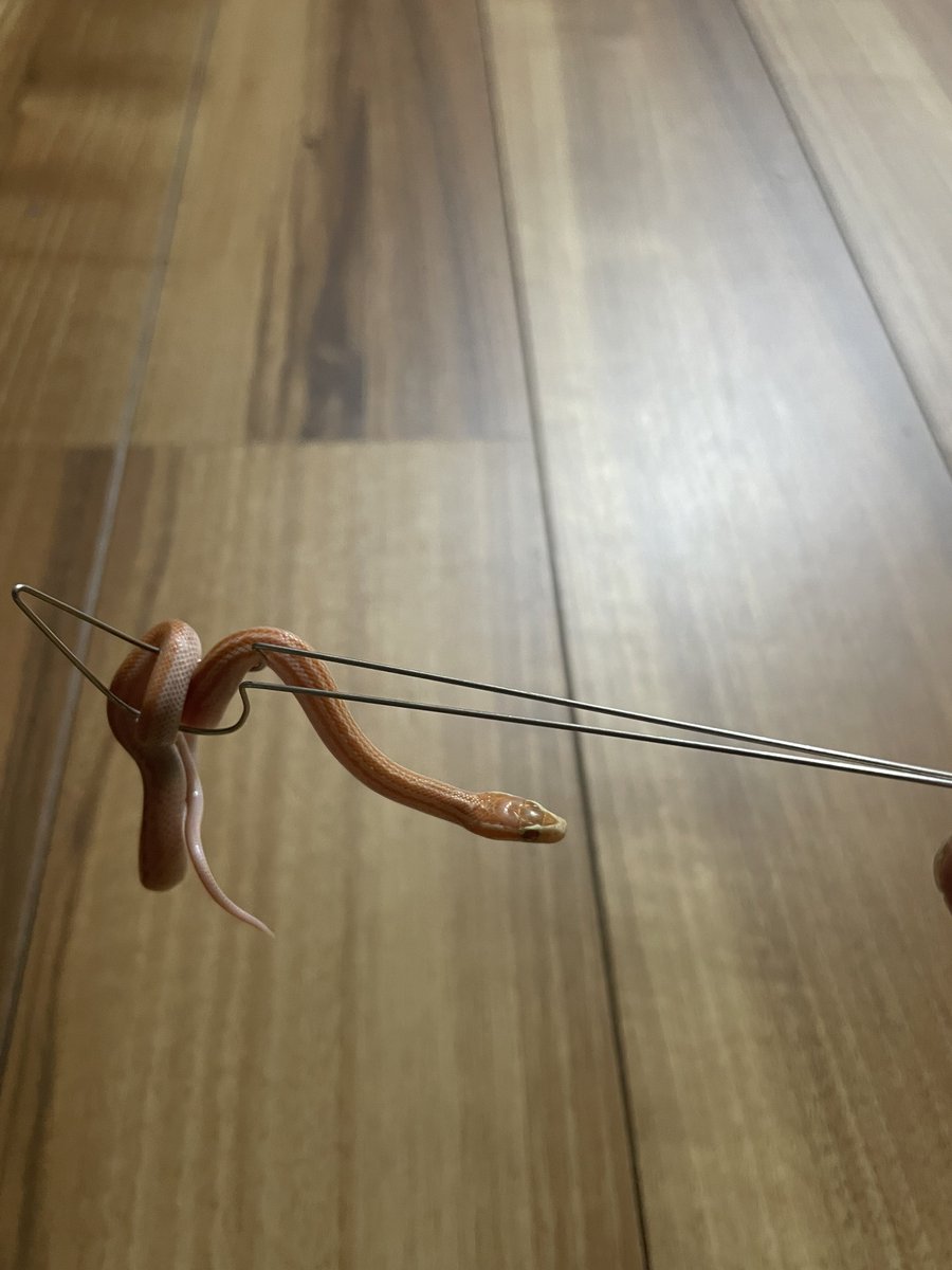 りんりん tweet media