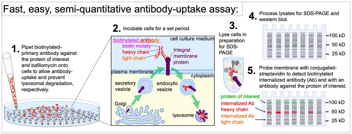 bioprotocolbyte's tweet image. Monitoring Endocytosis of Integral Membrane Proteins Using Western Blot-Based Detection of Biotinylated Antibody Uptake:bio-protocol.org/en/bpdetail?id…