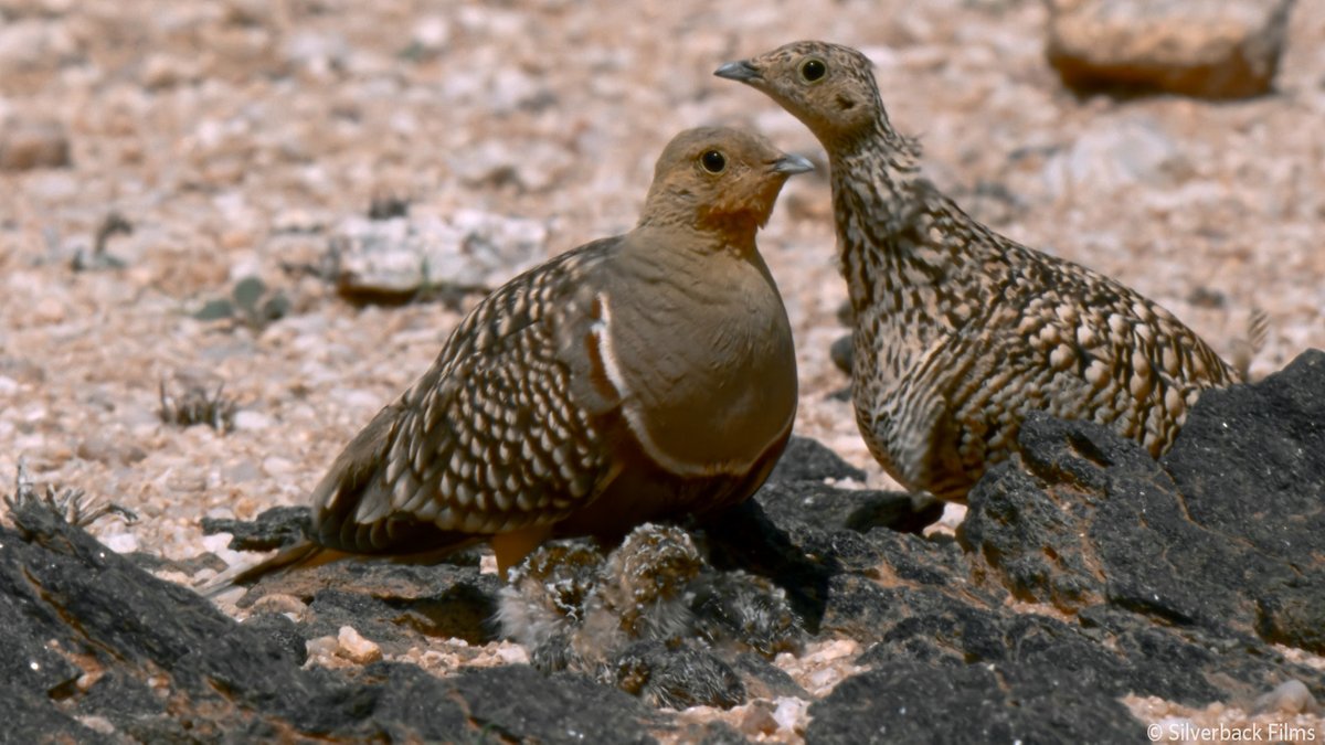 nhk_darwin's tweet image. ナミブ砂漠にくらすクリムネサケイ

この写真には２羽の親鳥の他に、
ヒナが沢山いるんですが、
どこにいるかわかりますか？

ヒント：ヒナの体の模様は、砂漠の岩や砂にそっくり！

🟧⏰30日 日曜夜7時30分～🟧
『ピンチを乗り切れ！ 子育てサバイバル』
nhk.jp/darwin/

#ダーウィン鳥部
