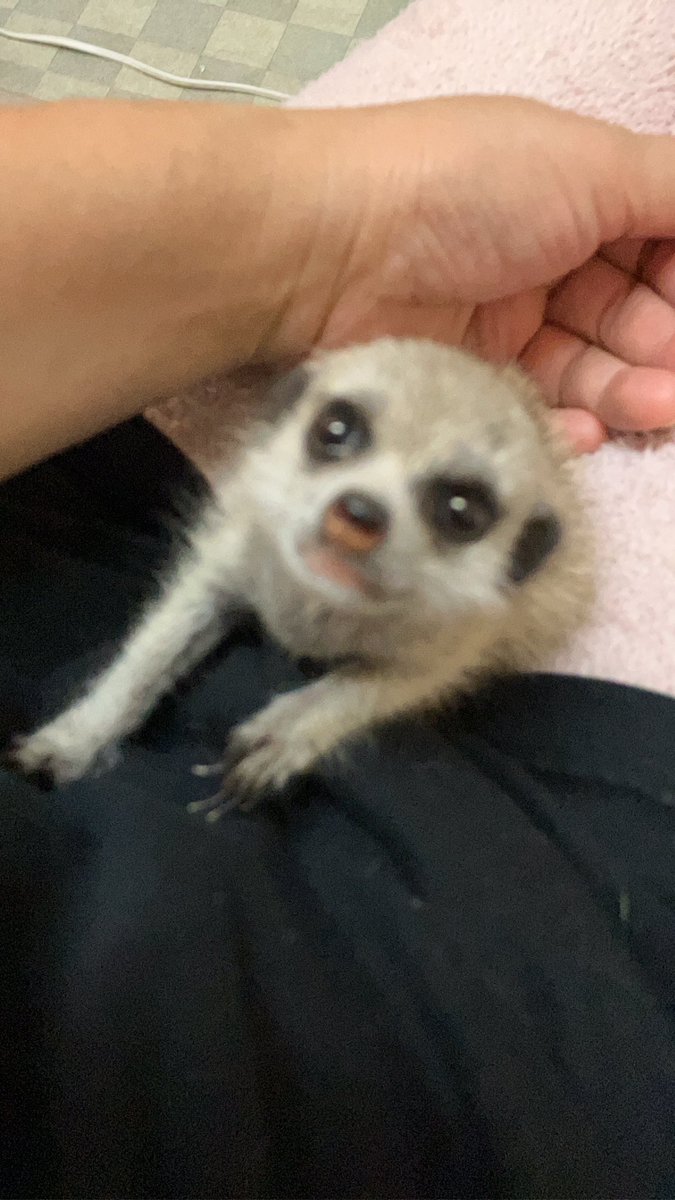 エキゾチックアニマル展示場 《アニマル村》 (@animal_mura) / Posts / X