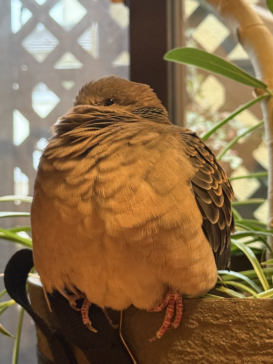 tocox's tweet image. おかしゃん、お腹痛くて気持ち悪いんだって。なんか熱もあるみたい。
そういうのはやってるのかな？

みなさんはどうですぽ？
糸は元気でまるいぽ！