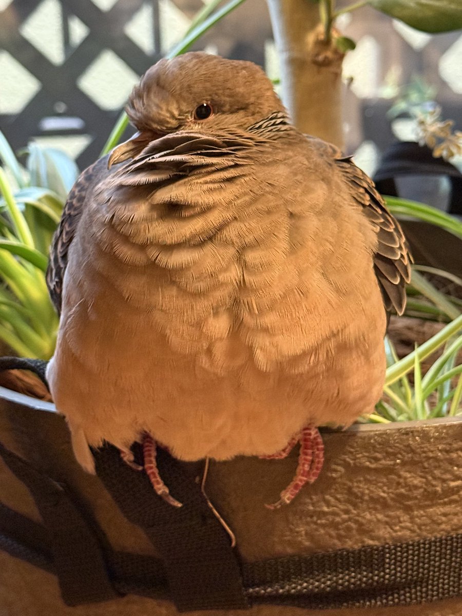 tocox's tweet image. おかしゃん、お腹痛くて気持ち悪いんだって。なんか熱もあるみたい。
そういうのはやってるのかな？

みなさんはどうですぽ？
糸は元気でまるいぽ！