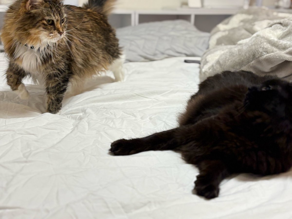 確認ページ♡にゃんことわんこ もしわんこが喋ったら にゃんこ大戦争 - YouTube