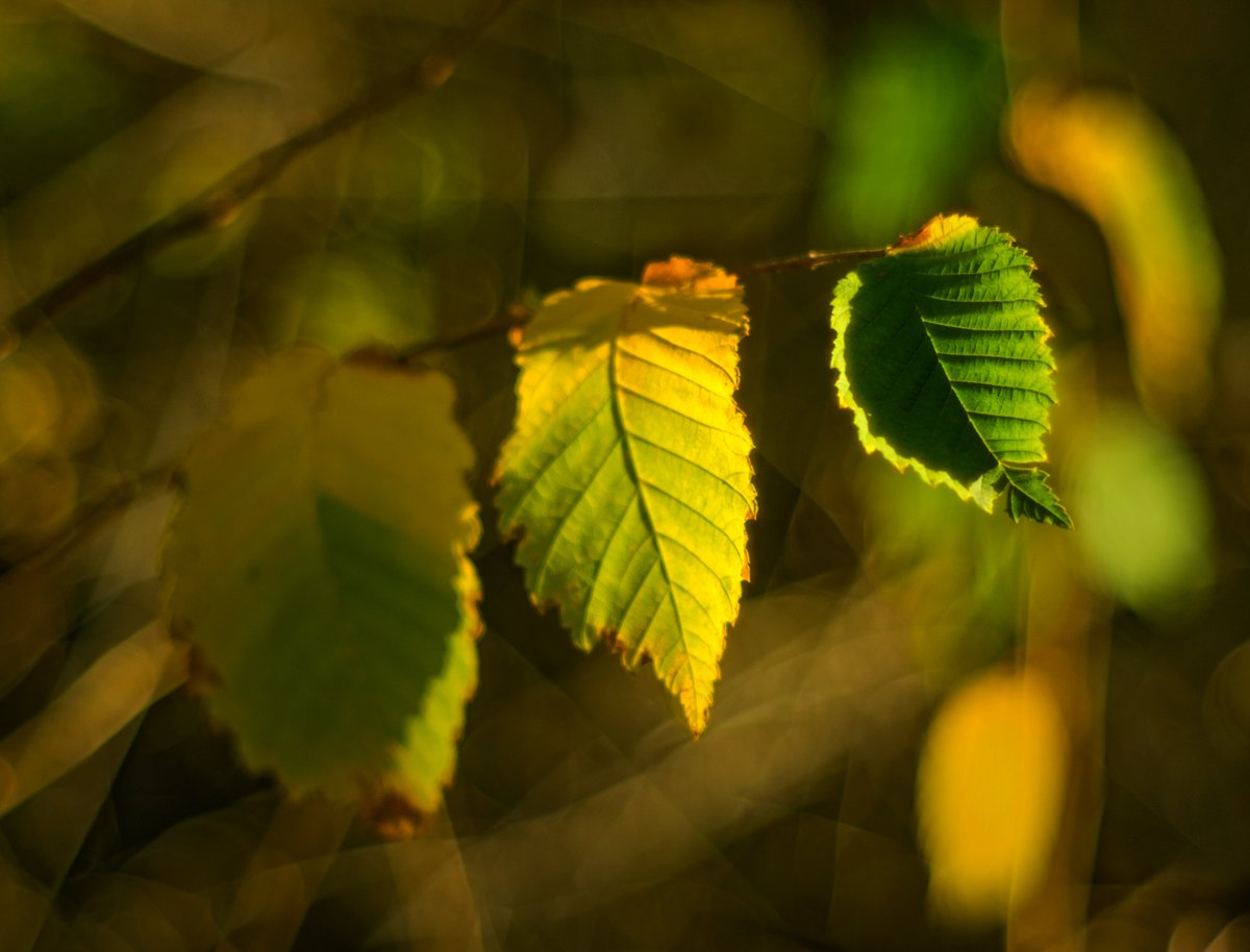 FranSusann68008's tweet image. Autumn Light on Turning Leaves.
Golden hour catching leaves mid-transition — green to gold in a single frame. Nature’s quiet shift into autumn. #NaturePhotography #AutumnLight #MacroMagic #Fujifilm #MCRokkorPF58mmf14 #MCRokkor58mmf14 #Bokeh #AutumnLeaves #Autumn #fujilovers