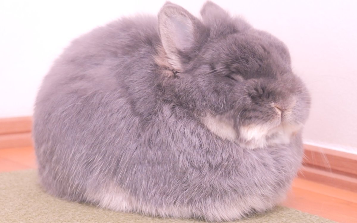 スヤァミミ🐰