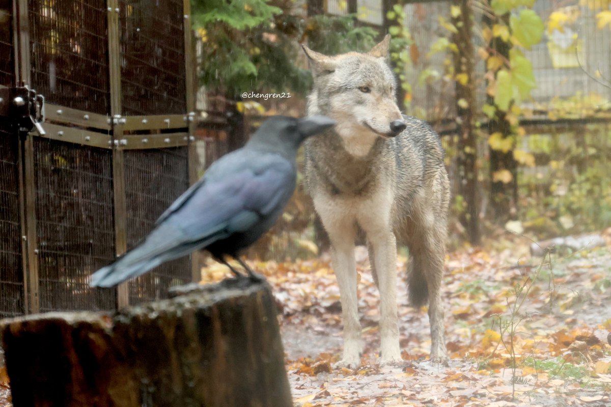 ジュリとカラス #円山動物園 #シンリンオオカミ