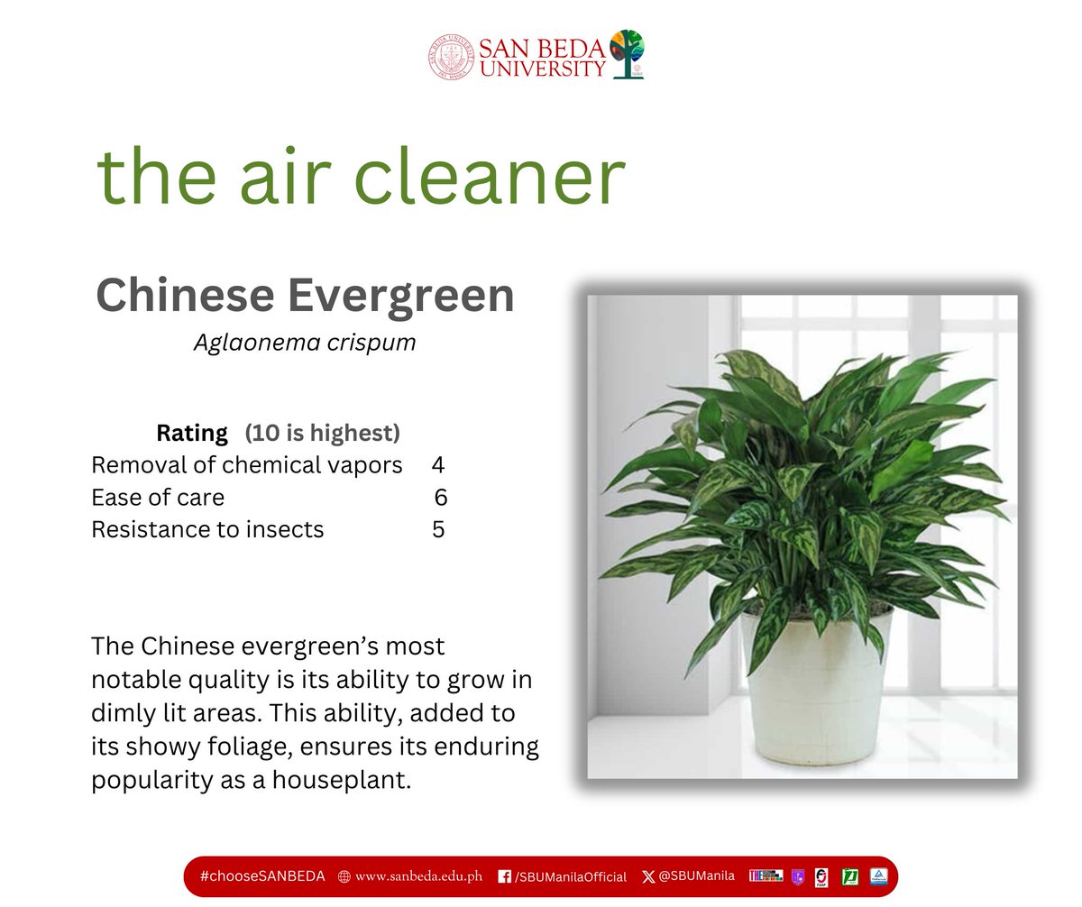 #SanBedaUniversity | Aglaonema is a genus of flowering plants in the arum family, Araceae. They are native to tropical and subtropical regions of Asia and New Guinea. They are known commonly as Chinese evergreens.

See more: en.wikipedia.org/wiki/Aglaonema
#LaudatoSi