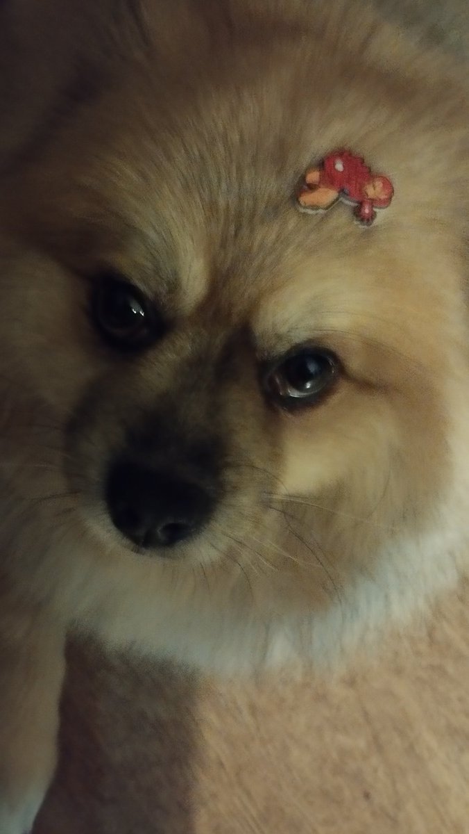 griffonspuppet's tweet image. tobi