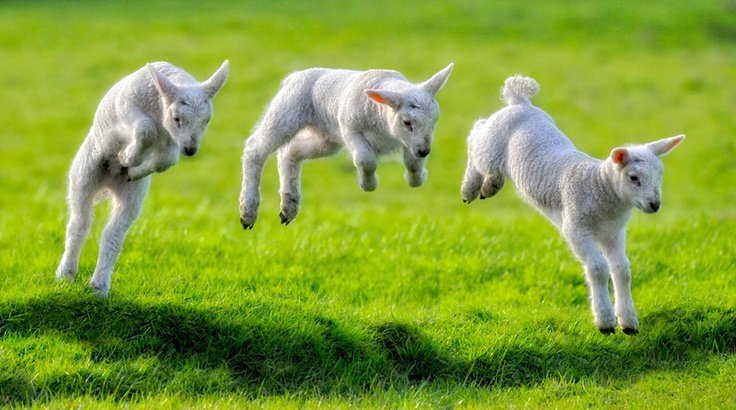 sheepdaily_twt's tweet image. ⁀➴