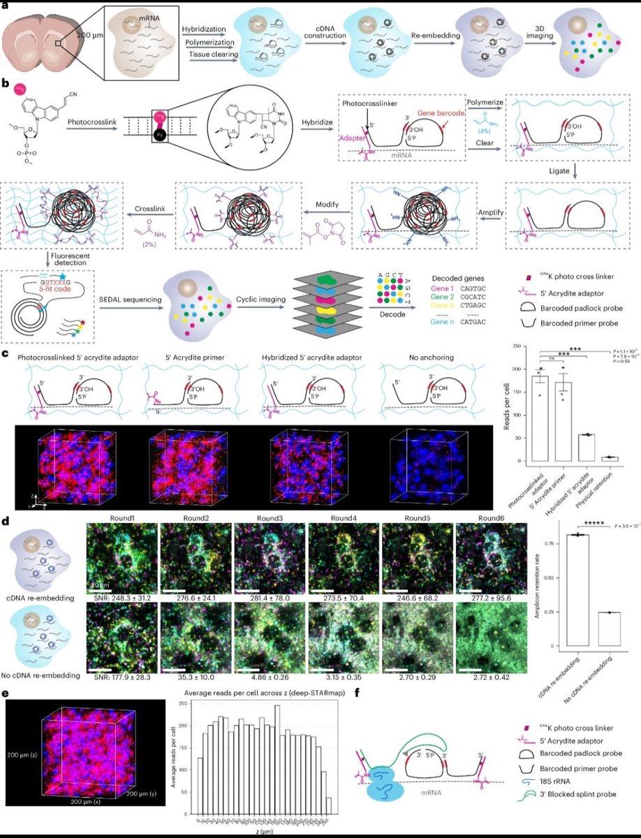 ascanet's tweet image. Sui et al. developed Deep-STARmap and Deep-RIBOmap, which enable 3D in situ quantification of thousands of gene transcripts and their corresponding translation activities, respectively, within 60–200-µm thick tissue blocks: 
➡️nature.com/articles/s4159…

#SingleCell #SpatialBiology