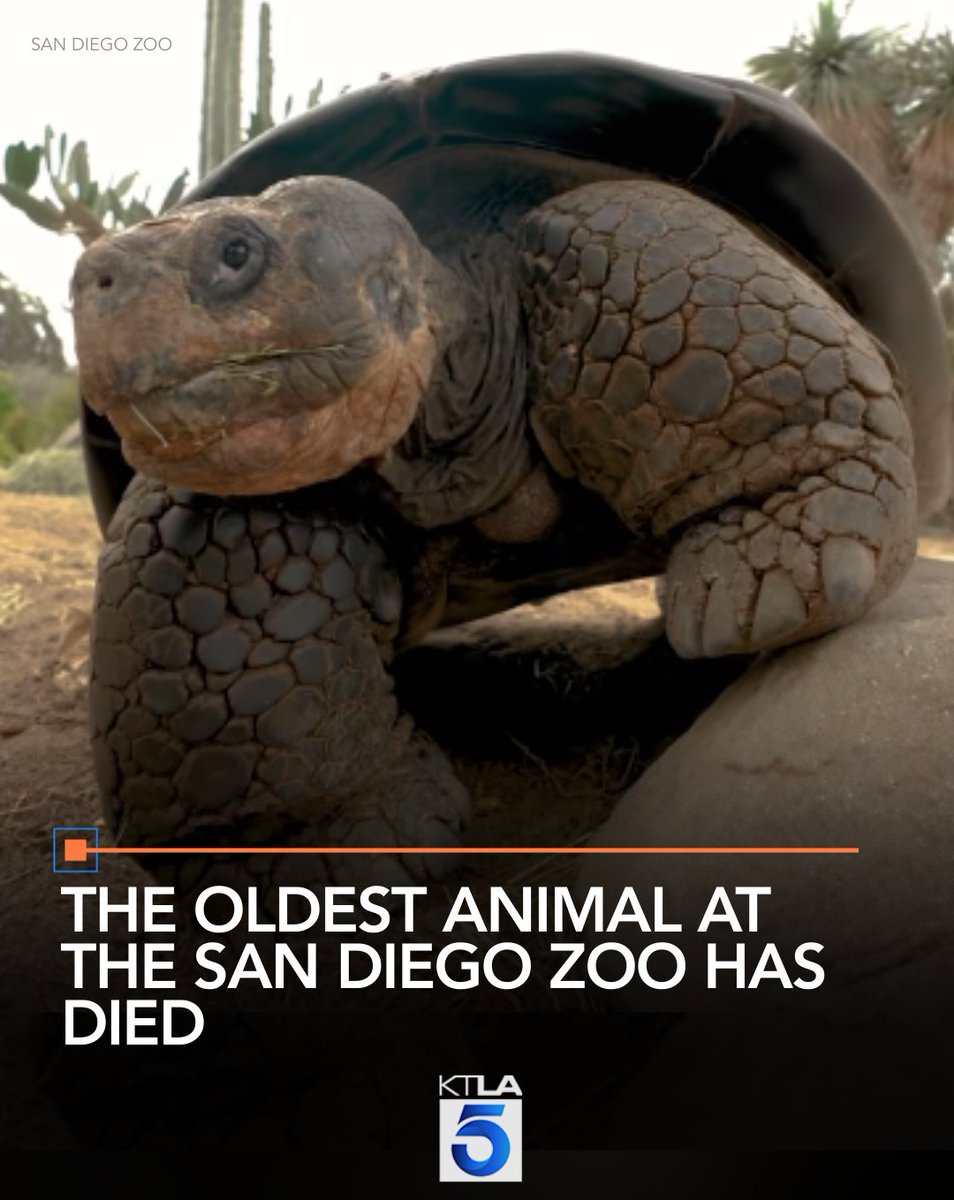 KTLA's tweet image. Gramma the tortoise was born before man first achieved flight, before the advent of television, and was already in her mid-80s before the world watched men step foot on the moon.