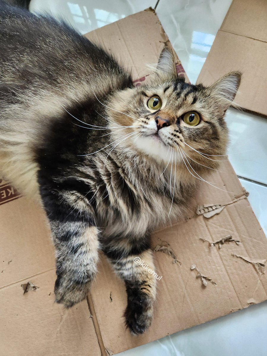 my eyes say ‘innocent’ but my paws say ‘i destroyed the box’ 📦