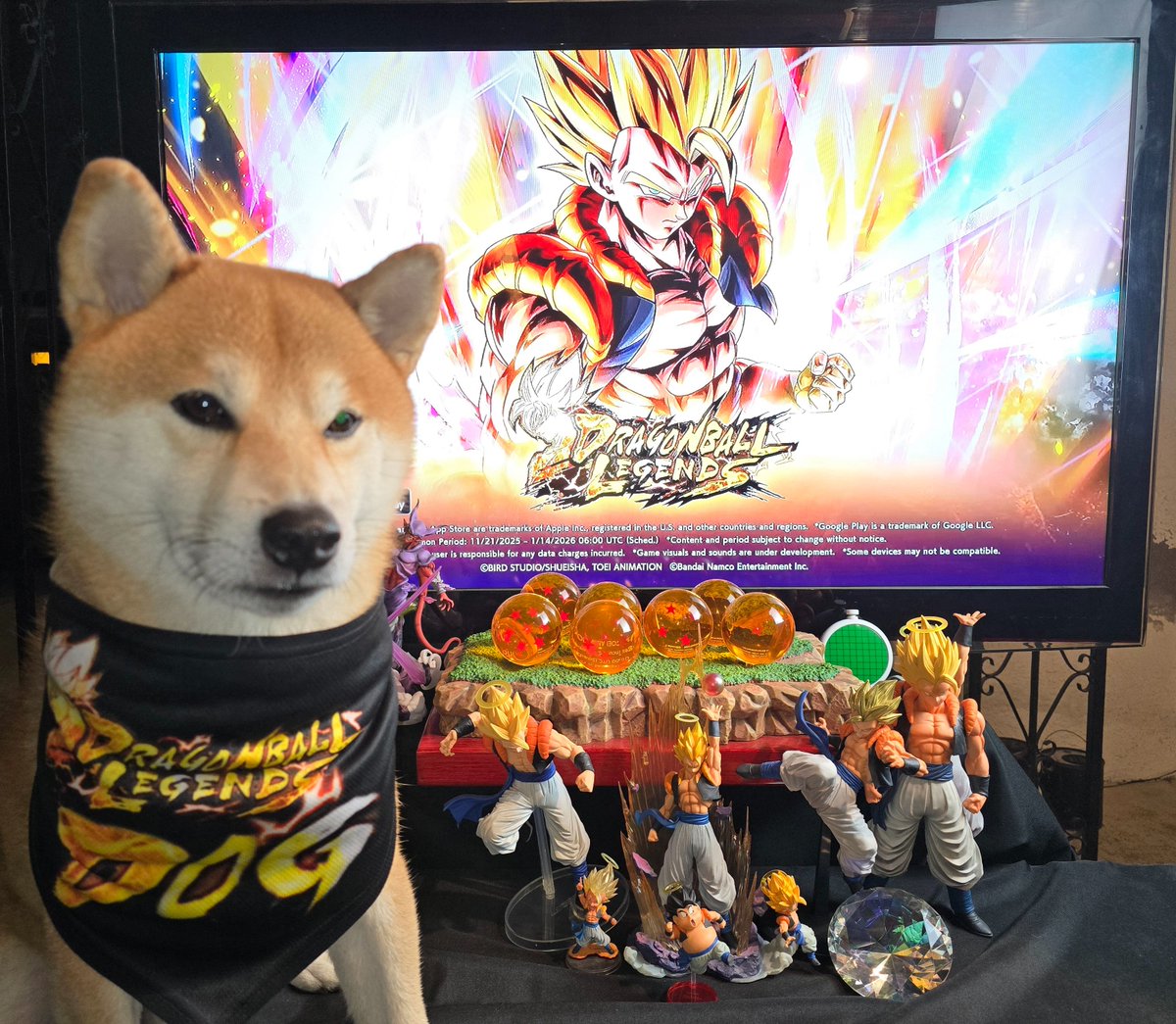 Smexican8's tweet photo. https://t.co/uXmP4m8To0 #DBLF2025 
Legends Dog hopes you have a great Legends Festival 2025!!! Hoping to win the #SuperGogeta Acrylic to add to the collection!!!
#DBLF2025
#DBLegends 
#DragonBall 
#ドラゴンボール 
#SuperGogeta https://t.co/x49G4oWsAJ