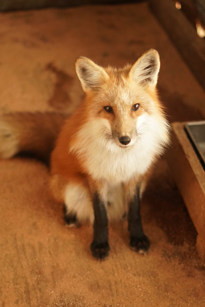 宮城蔵王キツネ村(公式)🦊 (@kon_fox_village) / Posts / X