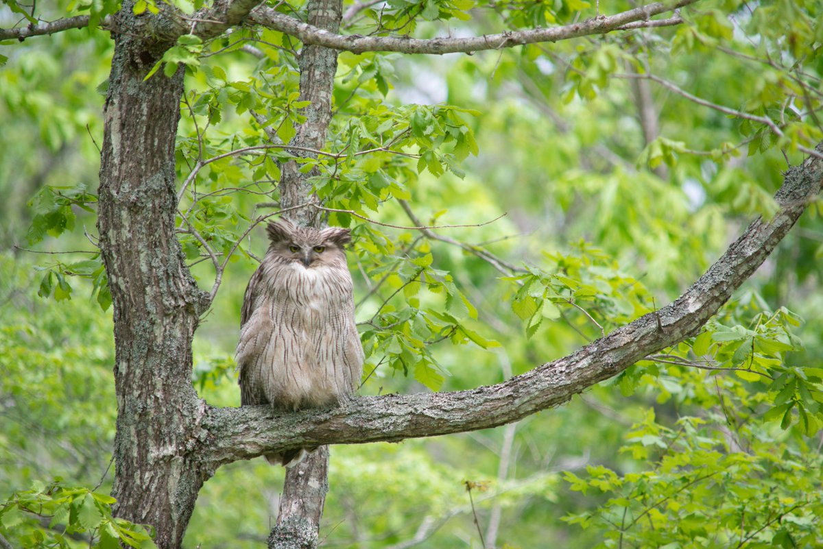 wbsj_tsubame's tweet image. 【ご支援のお願い】
開発で絶滅の危機におちいったシマフクロウ。
保護活動が命をつなぎ、少しずつ数を回復して、再び人里近くへ戻ろうとしています。
シマフクロウと共生する未来へ、当会の取り組みにご支援を。ご寄付のお礼に新作シルバーブローチプレゼント中！
詳しくは↓
wbsj.org/join/donation-…