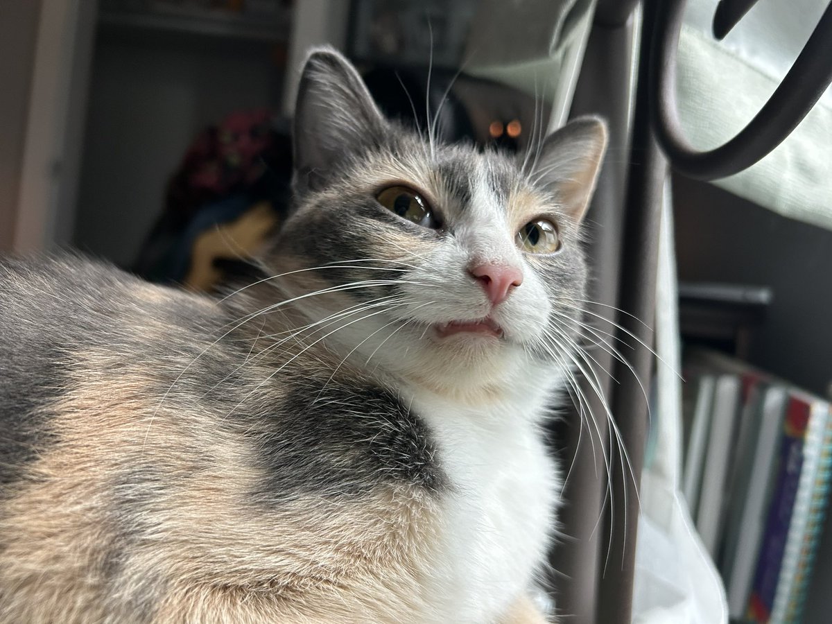 oreoeocat's tweet image. I regularly call Monkey…

Monks (or My Monks)
The Monk
Monkus
Stink (or My Stink)
Miss Thing

Any suggestions to add to the rotation?