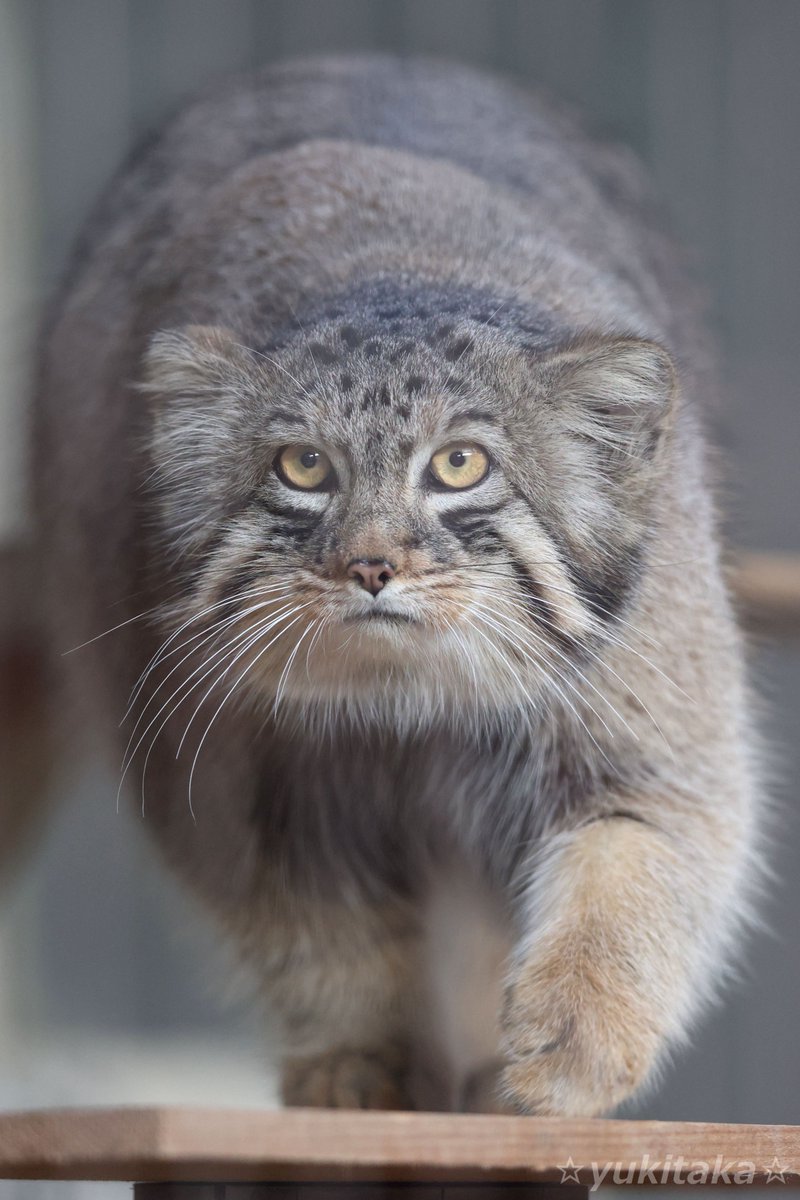 ⭐ノブ様 おまとめ 専用⭐3月8日⭐ 店長ブログ】+N摩耶店＆長田店 合同Wブログ＆W販売会 | 123+N摩耶店の