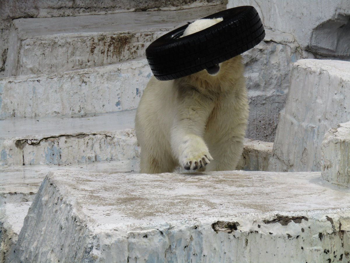 ポウちゃん様 2022年5月。 初めて会ったホウちゃん🐻‍❄️ もうすぐ会える