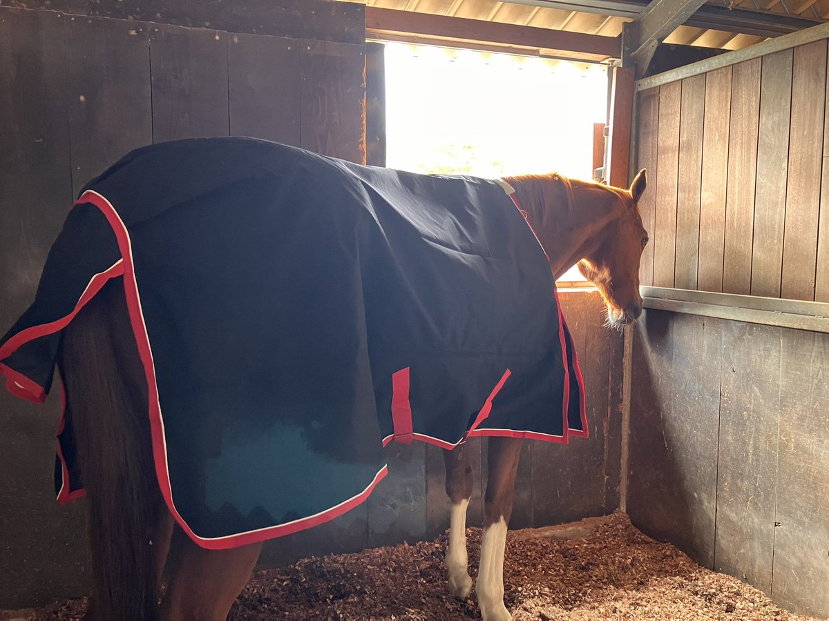 ルミぽんは新しい馬着を手に入れた❗️
(デザインが似てるって❓お手頃価格なのはこれしかなかったんだよ…)
お尻がすっぽり隠れます🐴💕

Lumipon got a new horse blanket❗️
(Similar design? This was the only one I could find at an affordable price...)
It completely covers his butt 🐴💕