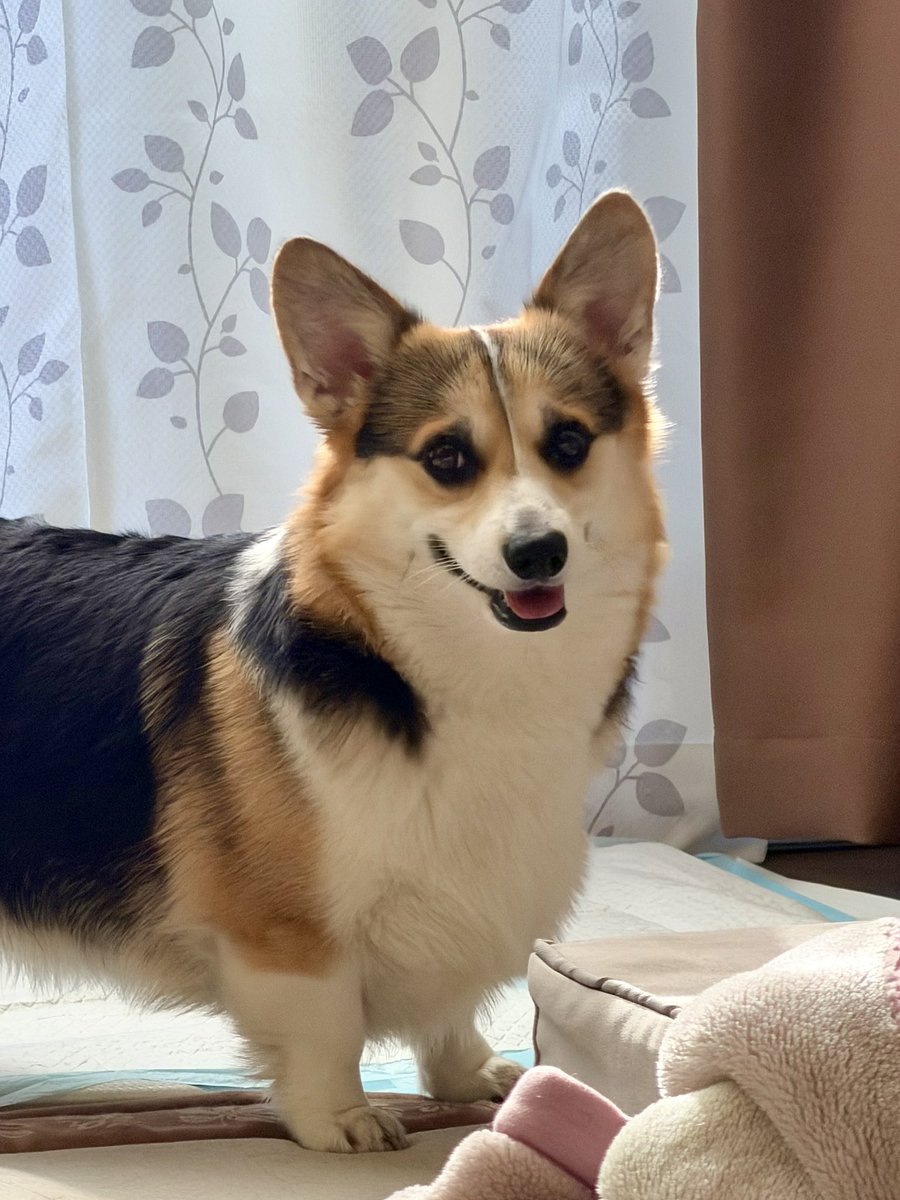 コーギーと森の仲間達 コーギーと仲間たち - YouTube