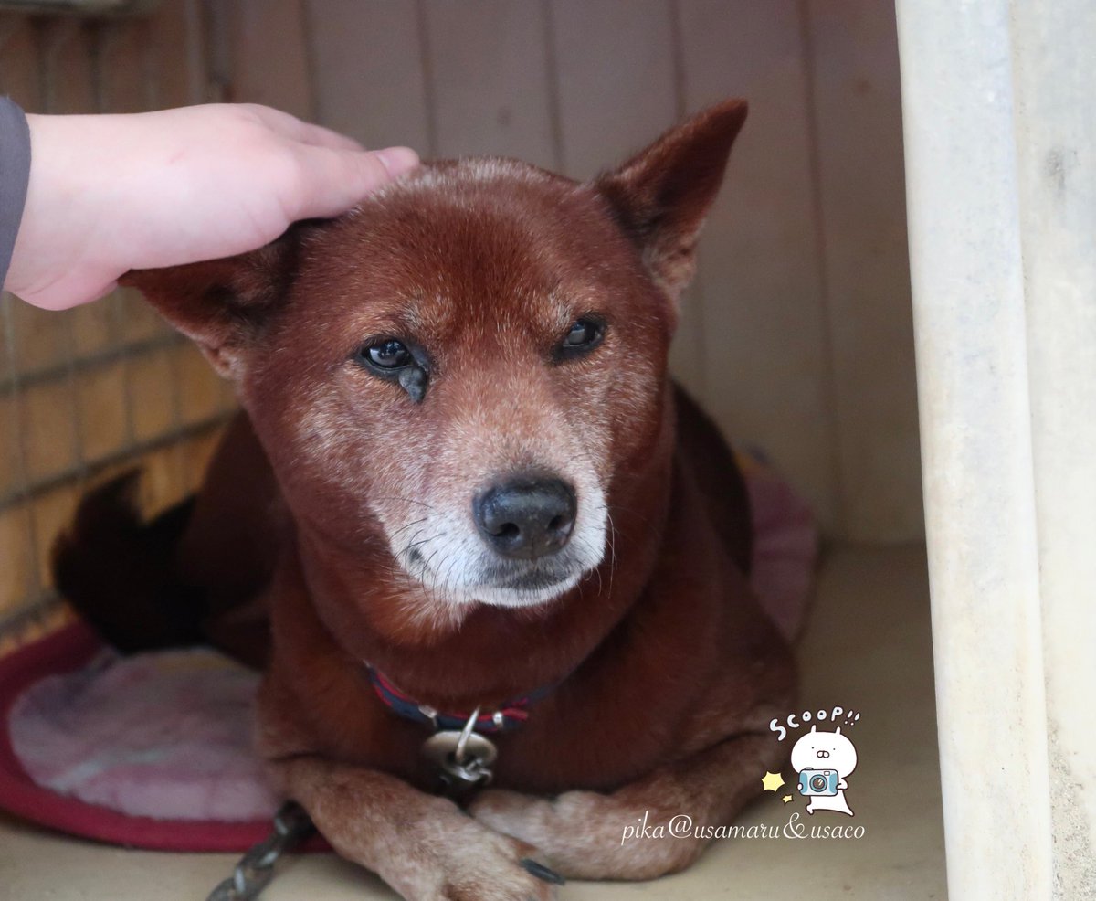 pika@うさまる&うさこ (@pika5s) / Posts / X