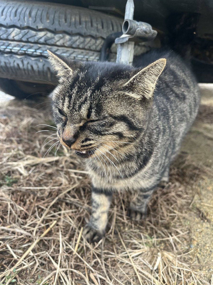 雨が降り始めました☔️ クロちゃん軽トラの下でお昼ご飯です🍚