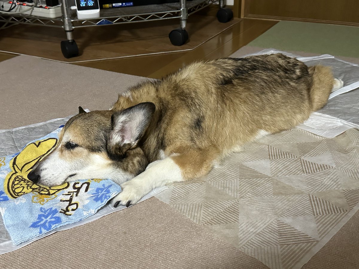 sz_code500's tweet image. 起きたっぽい瞬間にシリンジに流動食セットして〜って、もたついていると眠りに落ちちゃう。かわいそうやけど、ちょっと起こしてゴハンを少しずつ流し込む。この辺の対応に慣れてくるのはちっとも嬉しくは無いな。 #corgi