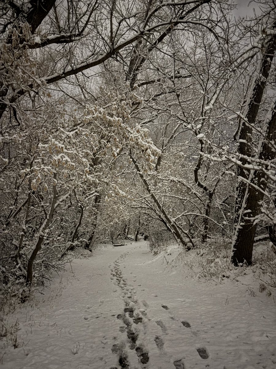Shorts and running shoes yesterday. Pants and boots this evening. #medhat #sharethetrailmh #autumninalberta #southsaskatchewanriver