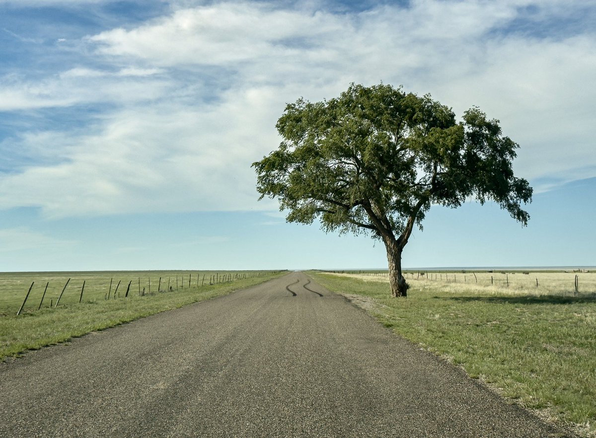 Brian_Genge's tweet photo. This image captures what an Eastern Colorado drive feels like to me. Wide open, quiet, and full of small mysteries. It’s my favorite part of the state. Something startled a driver near this lone tree, possibly an animal that had been using it as the only shelter for miles. https://t.co/Py6RTRDkdj