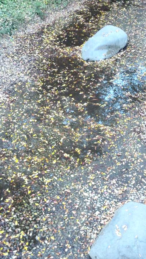 [王子の落葉]

二度寝の後の再起床
寒うござんす。。。冬だな
紅葉散歩　お休み中