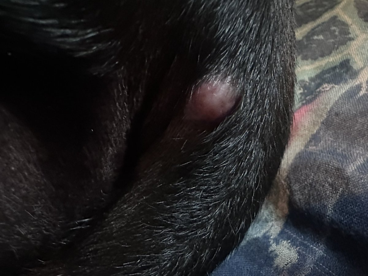 hotblkcadi's tweet photo. @cryptofergani $$1800 to do something called a staging to see how much my dogs mast cell tumors have grown . Then $4000 to get them removed. https://t.co/PPtqnorTAN