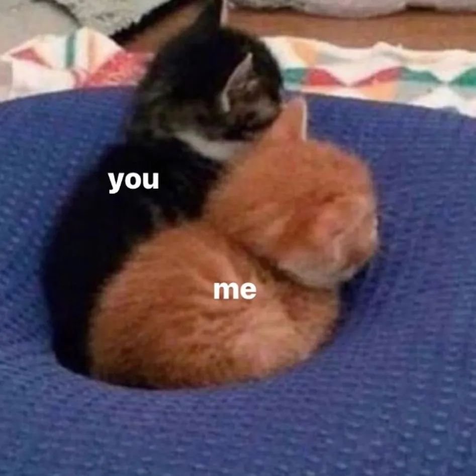 Punch Cat (@punchingcat) on Twitter photo 