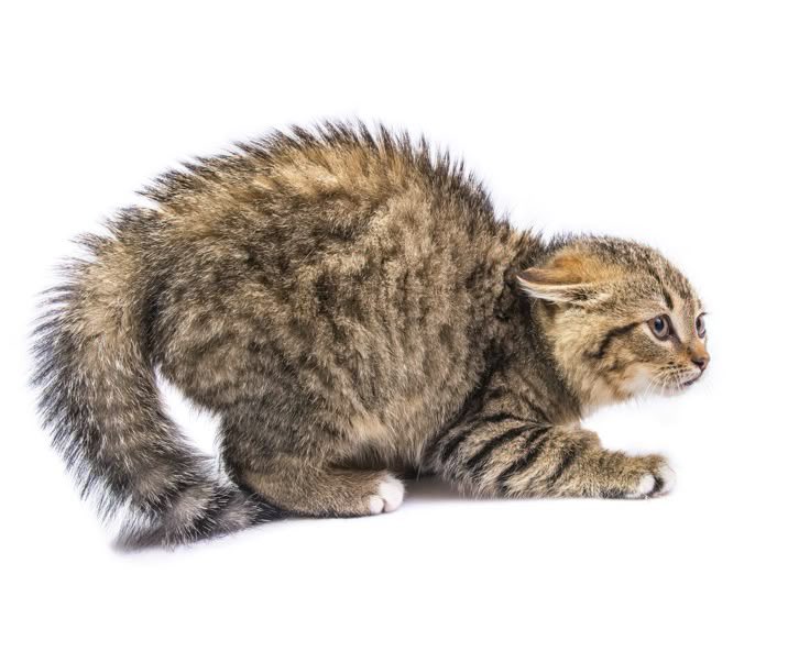 flutterdolle's tweet image. me when im perceived incorrectly