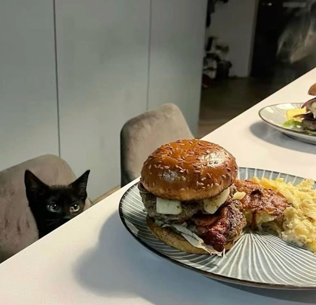 No Cats No Life (@nocatsnolife_m) on Twitter photo 