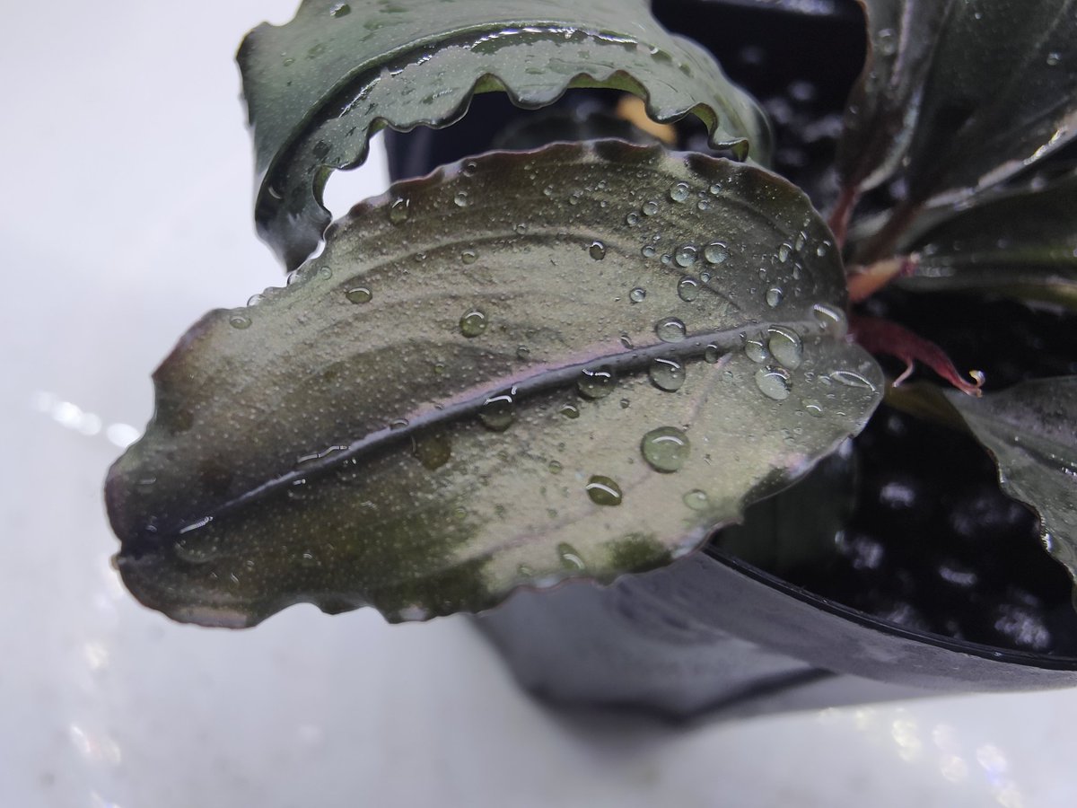 キボーデコ (@kiboudeko) / Posts / X