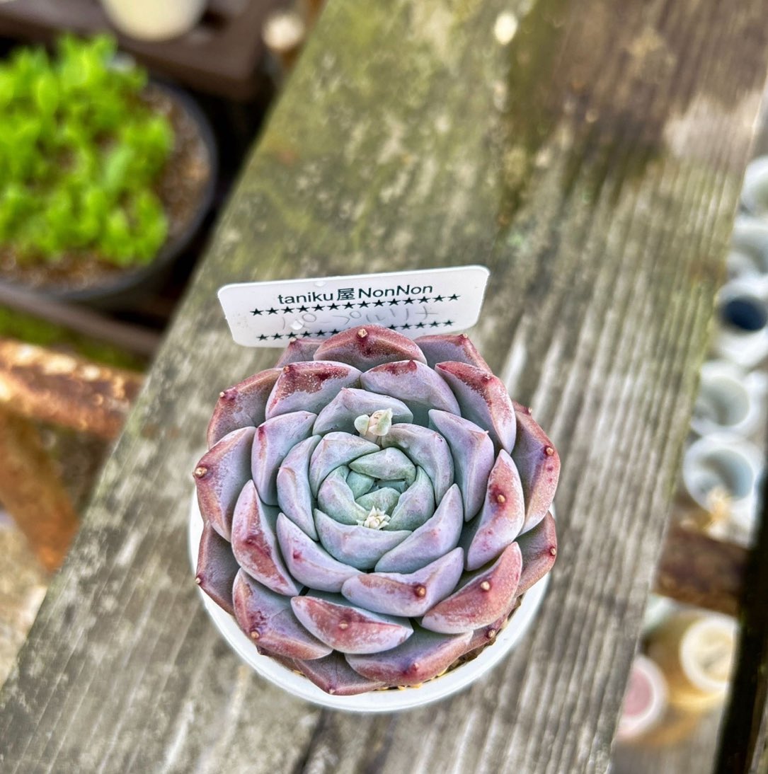 多肉植物 たまちゃ•*¨*•.¸¸♬ 多肉・