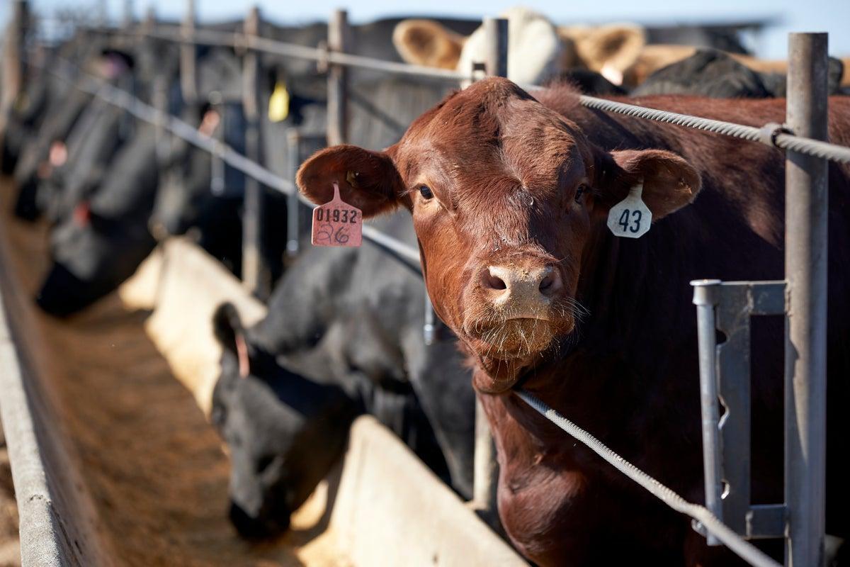 Largest US meat supplier closing vast beef plant as industry reckons with Trump independent.co.uk/news/world/ame…