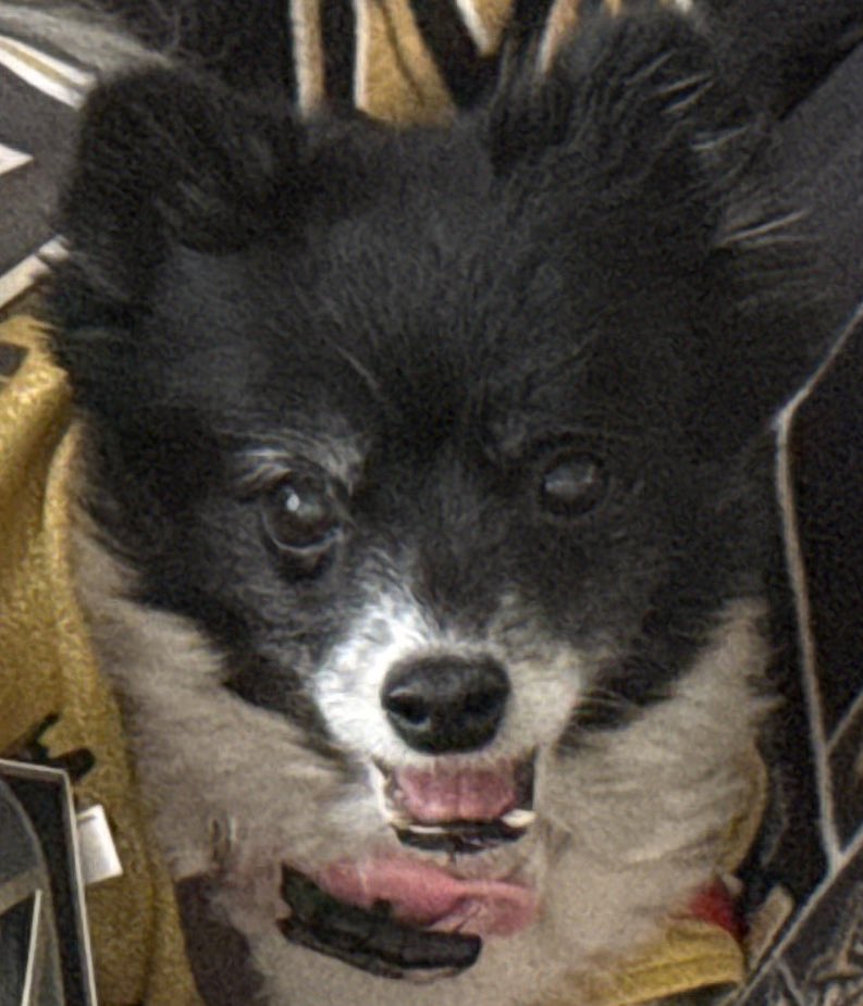 Time for the boys to kick each other in the pants, come from behind and win!  #VegasBorn #VGKKickInThePants= #Lucky3rdPdVGKNoseBoops!

Let’s go!

#VGK9Krew
❤️🐼🐶