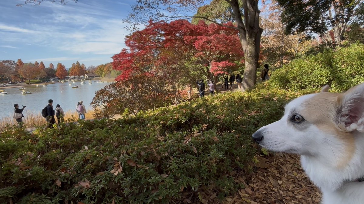 CorgiMog's tweet image. 絵葉書みたいな紅葉と、ちょっと合成みたいに映ってしまったモグｗ
#コーギー #コーギーのいる暮らし #corgi