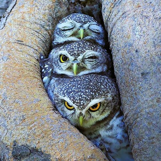 OwlEveryDay's tweet image. 