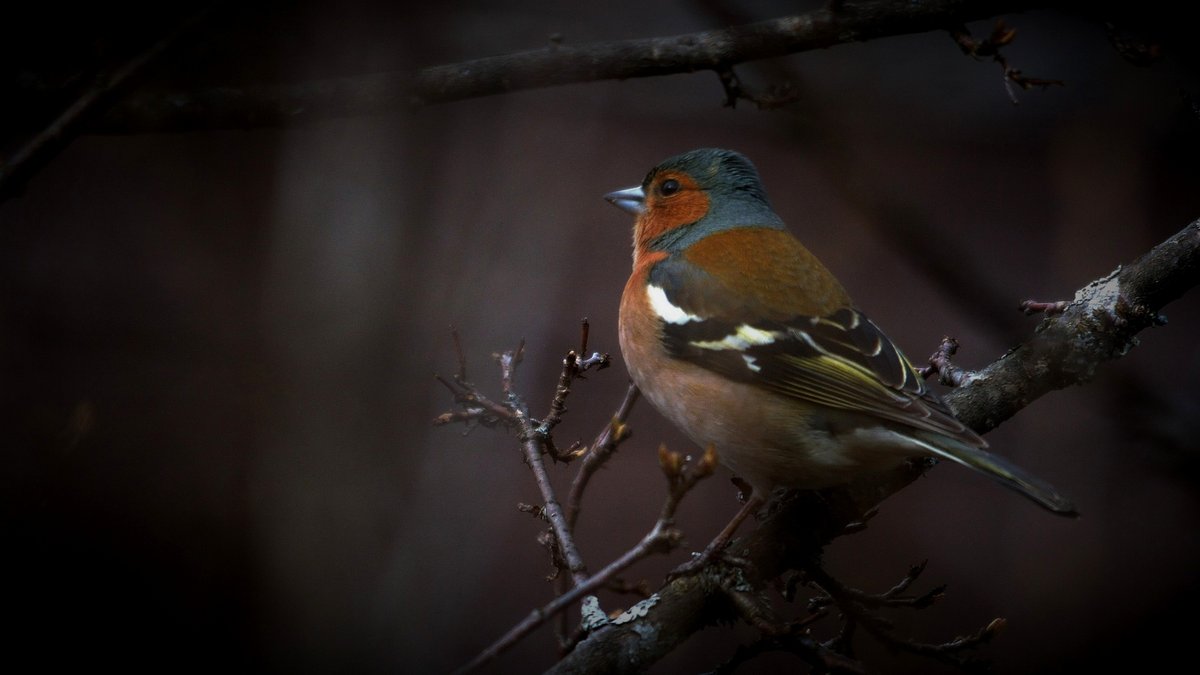 BirdPerHour's tweet photo. #birdbot https://t.co/h9NNwDJP3J