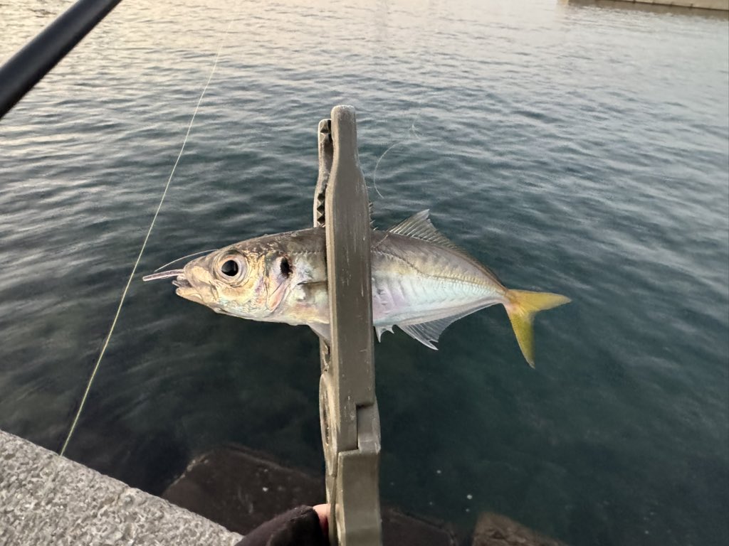 mikiodeppa's tweet photo. 初淡路島は豆アジのみでした。
悔しいのでリベンジします https://t.co/vBb0gGtIPA