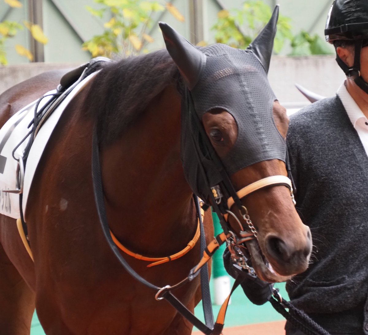 馬です G1・カンタラS 2025 / Lexus Champions Mile 2025 - YouTube