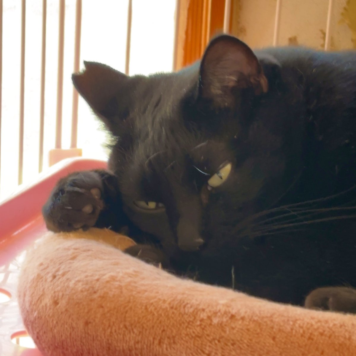 あんどわん tweet media